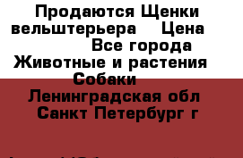 Продаются Щенки вельштерьера  › Цена ­ 27 000 - Все города Животные и растения » Собаки   . Ленинградская обл.,Санкт-Петербург г.